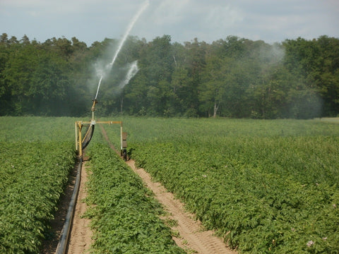 Cultivating Responsible Farming - Black Bull Farms