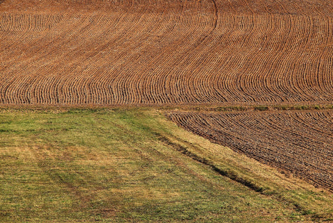 Regenerative Agriculture - Black Bull Farms