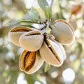 Black Bull Spanish almonds from sustainable farming